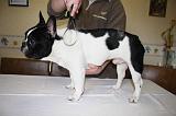 BOULEDOGUE FRANCAIS - BROSSAGE 018